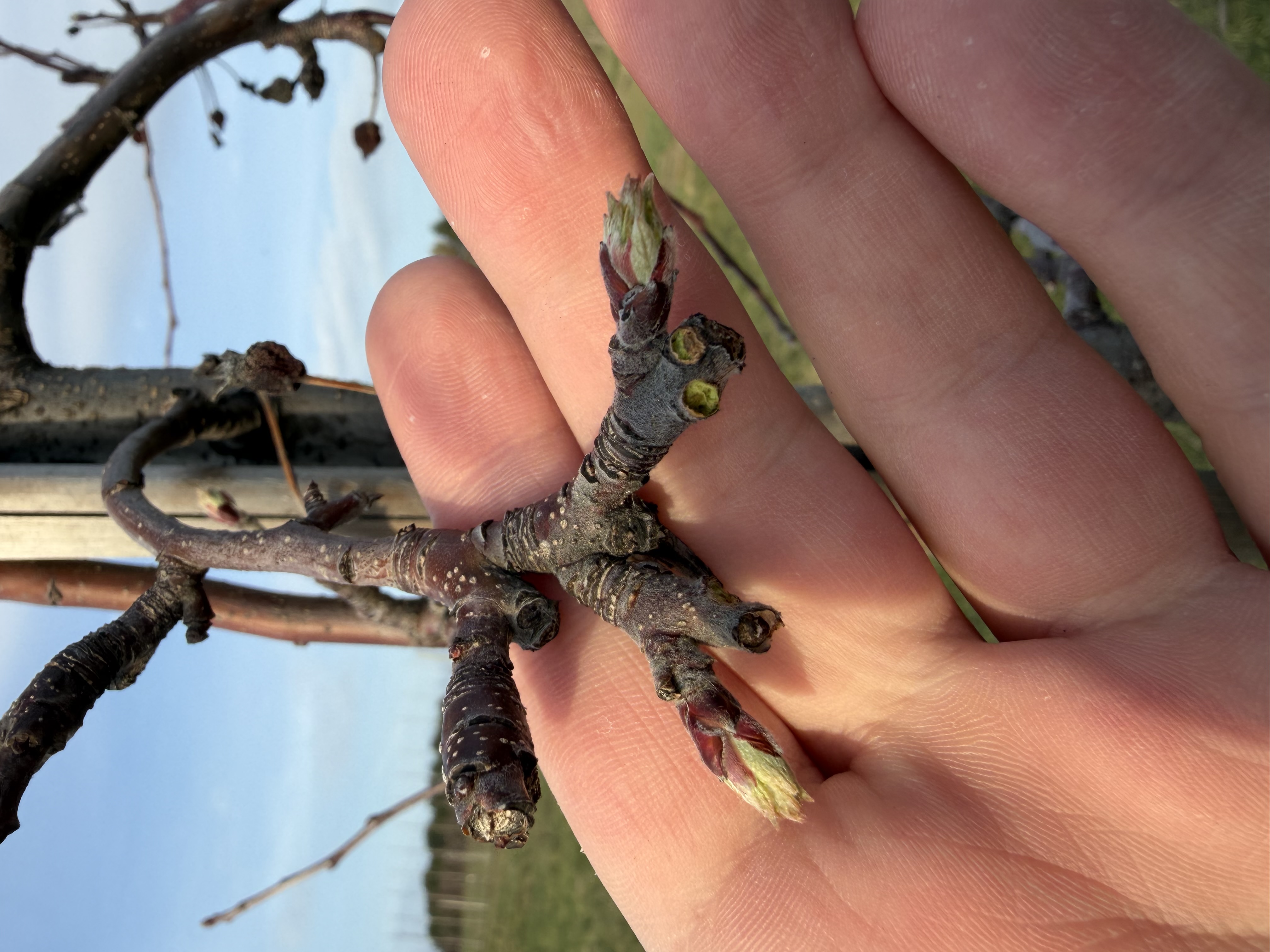 Shenandoah Pear_Dan Dick.JPG